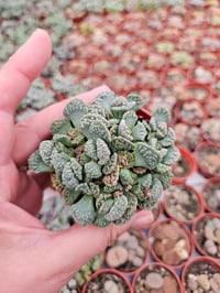 Image 2 of Titanopsis Succulent: Unique Rare Plant (6.5cm Pot)