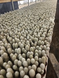 Image 3 of Cacti! 6 pack Assorted 2.5" Cactus - Growers Choice - Mixed Types, Various Varieties - Healthy Ca...