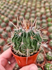 Image 3 of Stenocactus multicostatus: Original Brain Cactus in 6.5cm Pot