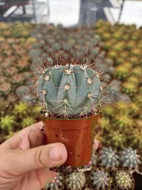 Image 3 of Blue Melocactus Azureus: Rare Turks Cap Cactus - 6.5cm Pot