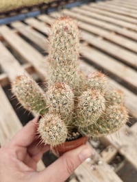 Image 2 of Lady Finger Cactus (Mammillaria elongata) - 2.5" Pot