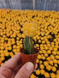Image 4 of Mini Moon Cacti - Gymnocalycium mihanovichii - Grafted Cacti