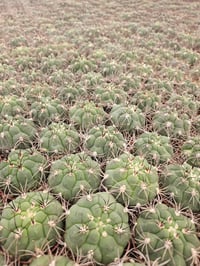 Image 2 of Gymnocalycium eurypleurum - Rare Chin Cactus in 6.5cm Pot