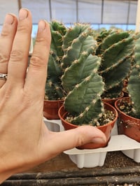 Image 4 of Cereus peruvianus - Spiral Cactus - Rare plant, super pretty