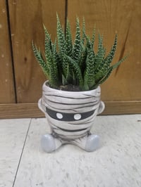 Image 4 of Halloween Monster Pots with Haworthia! Skeleton, Frankenstein, or a Mummy!