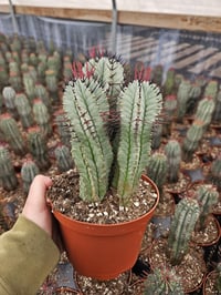 Image 4 of Rare Euphorbia Horrida Cactus: 6" Pot - Multiple Plants