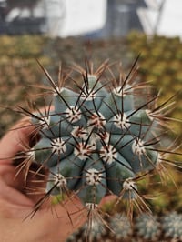 Image 4 of Blue Melocactus Azureus: Rare Turks Cap Cactus - 6.5cm Pot