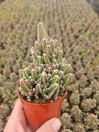 Image 4 of Fairy Castle Cactus!