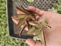 Image 5 of Succulent Cuttings: Bare Root, Grower's Choice for DIY Crafts