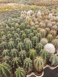 Image 3 of Assorted Baby Cacti - 10 Pack - 1.5" Growers Choice