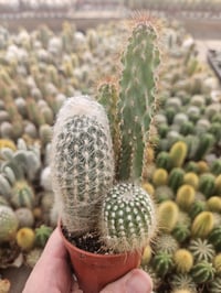 Image 5 of Mini Cactus Combo: Assorted Varieties in Pot