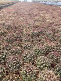 Image 5 of Cacti! 6 pack Assorted 2.5" Cactus - Growers Choice - Mixed Types, Various Varieties - Healthy Ca...