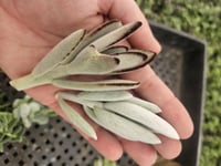 Image 6 of Succulent Cuttings: Bare Root, Grower's Choice for DIY Crafts