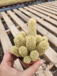 Image 4 of Lady Finger Cactus (Mammillaria elongata) - 2.5" Pot