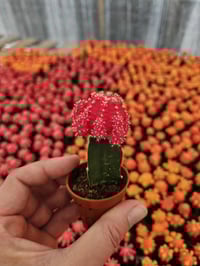 Image 6 of Mini Moon Cacti - Gymnocalycium mihanovichii - Grafted Cacti