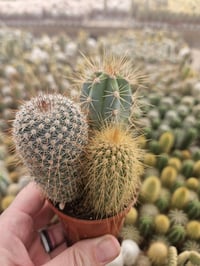Image 6 of Mini Cactus Combo: Assorted Varieties in Pot
