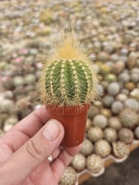 Image 4 of Assorted Baby Cacti - 10 Pack - 1.5" Growers Choice