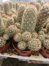 Image 6 of Cacti! 6 pack Assorted 2.5" Cactus - Growers Choice - Mixed Types, Various Varieties - Healthy Ca...