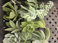 Image 7 of Succulent Cuttings: Bare Root, Grower's Choice for DIY Crafts