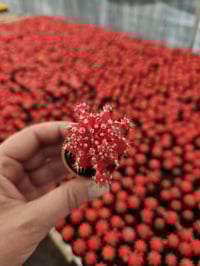 Image 7 of Mini Moon Cacti - Gymnocalycium mihanovichii - Grafted Cacti