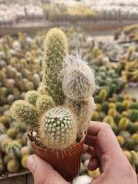 Image 7 of Mini Cactus Combo: Assorted Varieties in Pot