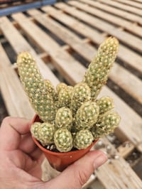 Image 6 of Lady Finger Cactus (Mammillaria elongata) - 2.5" Pot