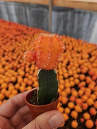 Image 8 of Mini Moon Cacti - Gymnocalycium mihanovichii - Grafted Cacti