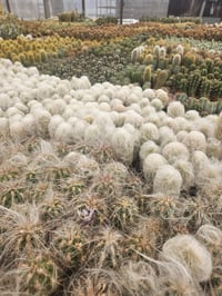 Image 6 of Assorted Baby Cacti - 10 Pack - 1.5" Growers Choice
