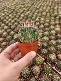 Image 8 of Cacti! 6 pack Assorted 2.5" Cactus - Growers Choice - Mixed Types, Various Varieties - Healthy Ca...