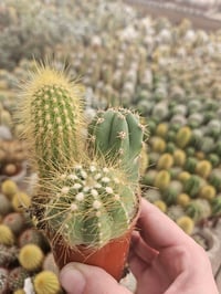 Image 9 of Mini Cactus Combo: Assorted Varieties in Pot
