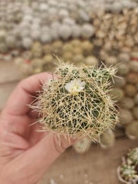 Image 7 of Assorted Baby Cacti - 10 Pack - 1.5" Growers Choice