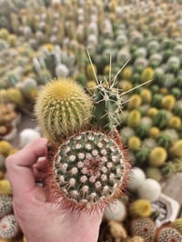 Image 10 of Mini Cactus Combo: Assorted Varieties in Pot