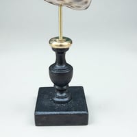 Image 9 of Coquillage Porcelaine Tigre sur socle en bois tourné noirci fin XIXe Cabinet de curiosités 