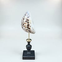 Image 3 of Coquillage Porcelaine Tigre sur socle en bois tourné noirci fin XIXe Cabinet de curiosités 