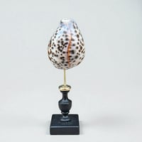 Image 4 of Coquillage Porcelaine Tigre sur socle en bois tourné noirci fin XIXe Cabinet de curiosités 