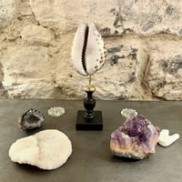 Image 2 of Coquillage Porcelaine Tigre sur socle en bois tourné noirci fin XIXe Cabinet de curiosités 