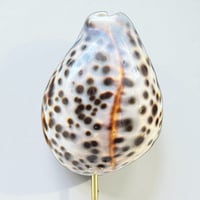 Image 7 of Coquillage Porcelaine Tigre sur socle en bois tourné noirci fin XIXe Cabinet de curiosités 