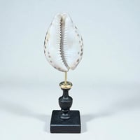 Image 1 of Coquillage Porcelaine Tigre sur socle en bois tourné noirci fin XIXe Cabinet de curiosités 