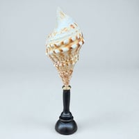 Image 4 of Coquillage Triton sur socle en bois Napoléon III   Charonia Lampas - Cabinet de curiosités 