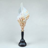 Image 5 of Coquillage Triton sur socle en bois Napoléon III   Charonia Lampas - Cabinet de curiosités 