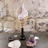 Image 2 of Coquillage Triton sur socle en bois Napoléon III   Charonia Lampas - Cabinet de curiosités 