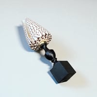 Image 9 of Coquillage Conus Litteratus sur socle en bois Napoléon III - Objet de curiosités 