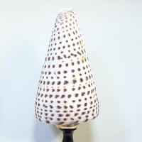 Image 6 of Coquillage Conus Litteratus sur socle en bois Napoléon III - Objet de curiosités 