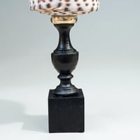 Image 8 of Coquillage Conus Litteratus sur socle en bois Napoléon III - Objet de curiosités 