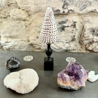 Image 2 of Coquillage Conus Litteratus sur socle en bois Napoléon III - Objet de curiosités 