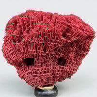 Image 4 of Ancien corail rouge orgue Tubipora musica sur socle en bois fin XIXe - Cabinet de curiosités