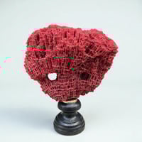 Image 1 of Ancien corail rouge orgue Tubipora musica sur socle en bois fin XIXe - Cabinet de curiosités