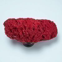 Image 7 of Ancien corail rouge orgue Tubipora musica sur socle en bois fin XIXe - Cabinet de curiosités