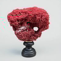 Image 3 of Ancien corail rouge orgue Tubipora musica sur socle en bois fin XIXe - Cabinet de curiosités