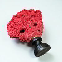 Image 8 of Ancien corail rouge orgue Tubipora musica sur socle en bois fin XIXe - Cabinet de curiosités